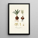 Drimia undulata - Nikolaus Joseph Freiherr von Jacquin — framed artwork on a wall