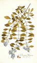Duranta plumieri - Nikolaus Joseph Freiherr von Jacquin — artwork view