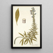 Echium candicans - Nikolaus Joseph Freiherr von Jacquin — framed artwork on a wall