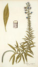 Echium candicans - Nikolaus Joseph Freiherr von Jacquin — artwork view