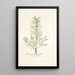 Echium glaucophyllum - Nikolaus Joseph Freiherr von Jacquin — framed artwork on a wall