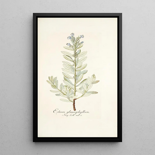 Nikolaus Joseph Freiherr von Jacquin - Echium glaucophyllum.webp