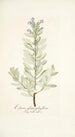 Echium glaucophyllum - Nikolaus Joseph Freiherr von Jacquin — artwork view