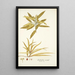 Elaeodendron orientale - Nikolaus Joseph Freiherr von Jacquin — framed artwork on a wall