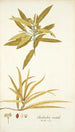 Elaeodendron orientale - Nikolaus Joseph Freiherr von Jacquin — artwork view