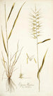 Elymus hystrix - Nikolaus Joseph Freiherr von Jacquin — artwork view