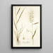 Elymus hystrix - Nikolaus Joseph Freiherr von Jacquin — framed artwork on a wall