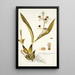 Epidendrum cochleatum - Nikolaus Joseph Freiherr von Jacquin — framed artwork on a wall