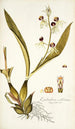 Epidendrum cochleatum - Nikolaus Joseph Freiherr von Jacquin — artwork view