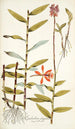Epidendrum elongatum - Nikolaus Joseph Freiherr von Jacquin — artwork view