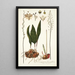 Eriospermum lanceaefolium - Nikolaus Joseph Freiherr von Jacquin — framed artwork on a wall