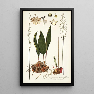 Nikolaus Joseph Freiherr von Jacquin - Eriospermum lanceaefolium.webp