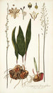 Eriospermum lanceaefolium - Nikolaus Joseph Freiherr von Jacquin — artwork view