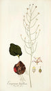 Eriospermum latifolium - Nikolaus Joseph Freiherr von Jacquin — artwork view