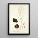 Eriospermum latifolium - Nikolaus Joseph Freiherr von Jacquin — framed artwork on a wall