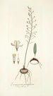 Eriospermum parvifolium - Nikolaus Joseph Freiherr von Jacquin — artwork view