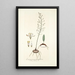 Eriospermum parvifolium - Nikolaus Joseph Freiherr von Jacquin — framed artwork on a wall