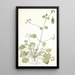 Erodium ribifolium - Nikolaus Joseph Freiherr von Jacquin — framed artwork on a wall