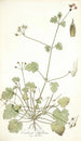 Erodium ribifolium - Nikolaus Joseph Freiherr von Jacquin — artwork view