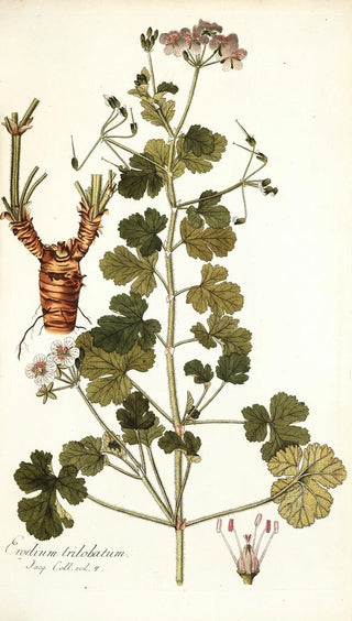 Nikolaus Joseph Freiherr von Jacquin - Erodium trilobatum.webp