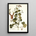 Erodium trilobatum - Nikolaus Joseph Freiherr von Jacquin — framed artwork on a wall
