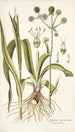 Eryngium aquaticum - Nikolaus Joseph Freiherr von Jacquin — artwork view