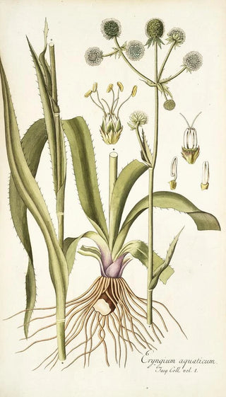 Nikolaus Joseph Freiherr von Jacquin - Eryngium aquaticum.webp