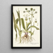 Eryngium aquaticum - Nikolaus Joseph Freiherr von Jacquin — framed artwork on a wall