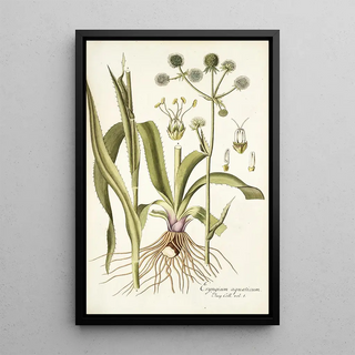 Nikolaus Joseph Freiherr von Jacquin - Eryngium aquaticum.webp