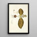 Eucomis bifolia - Nikolaus Joseph Freiherr von Jacquin — framed artwork on a wall