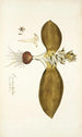 Eucomis bifolia - Nikolaus Joseph Freiherr von Jacquin — artwork view