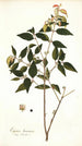 Eugenia baruensis - Nikolaus Joseph Freiherr von Jacquin — artwork view