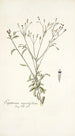 Eupatorium myosotifolium - Nikolaus Joseph Freiherr von Jacquin — artwork view