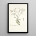 Eupatorium myosotifolium - Nikolaus Joseph Freiherr von Jacquin — framed artwork on a wall