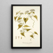 Eupatorium scandens - Nikolaus Joseph Freiherr von Jacquin — framed artwork on a wall