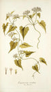 Eupatorium scandens - Nikolaus Joseph Freiherr von Jacquin — artwork view