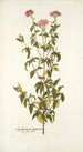 Eupatorium syriacum - Nikolaus Joseph Freiherr von Jacquin — artwork view