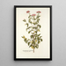 Eupatorium syriacum - Nikolaus Joseph Freiherr von Jacquin — framed artwork on a wall