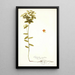 Euphorbia angulata - Nikolaus Joseph Freiherr von Jacquin — framed artwork on a wall