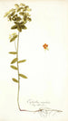 Euphorbia angulata - Nikolaus Joseph Freiherr von Jacquin — artwork view