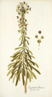 Euphorbia characias - Nikolaus Joseph Freiherr von Jacquin — artwork view