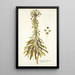 Euphorbia characias - Nikolaus Joseph Freiherr von Jacquin — framed artwork on a wall