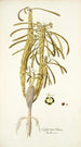 Euphorbia clava - Nikolaus Joseph Freiherr von Jacquin — artwork view
