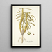 Euphorbia clava - Nikolaus Joseph Freiherr von Jacquin — framed artwork on a wall