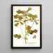 Euphorbia cyathophora - Nikolaus Joseph Freiherr von Jacquin — framed artwork on a wall