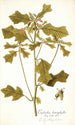 Euphorbia cyathophora - Nikolaus Joseph Freiherr von Jacquin — artwork view