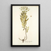Euphorbia divaricata - Nikolaus Joseph Freiherr von Jacquin — framed artwork on a wall