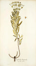 Euphorbia divaricata - Nikolaus Joseph Freiherr von Jacquin — artwork view