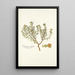 Euphorbia linifolia - Nikolaus Joseph Freiherr von Jacquin — framed artwork on a wall