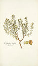 Euphorbia linifolia - Nikolaus Joseph Freiherr von Jacquin — artwork view
